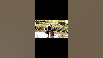 Capybara cùng bà ra đồng bắt cá  #capybara #haihuoc #capybaracooking