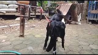 Mencari Ibu Sambung Susu Gede, Bapak Dan Anak