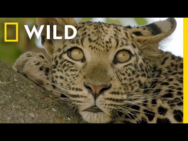 🔴 LIVE: Enter the Savage Kingdom: Ultimate Predators | Watch Now on Nat Geo WILD class=