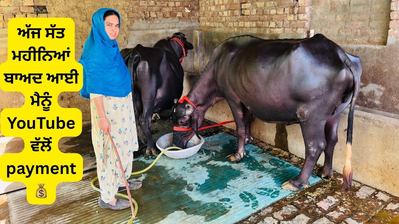 ⁣ਇਸ ਵਾਰ you tube ਵੱਲੋਂ ਕਿੰਨੀ payment ਆਈ। ਮੈਂ ਇਹਨਾਂ ਪੈਸਿਆਂ ਦਾ ਕੀ ਕਰਨਾ ਚਾਹੁੰਦੀ ਆ💵