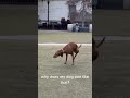 Funny animals 🤣🤣#pet #foryou #shorts