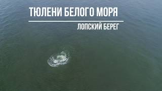 Тюлени белого моря