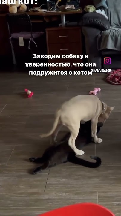 Клетка то собачья … - YouTube