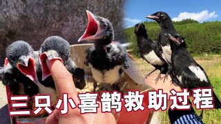 The complete process of rescuing three little magpies｜so cute 😄