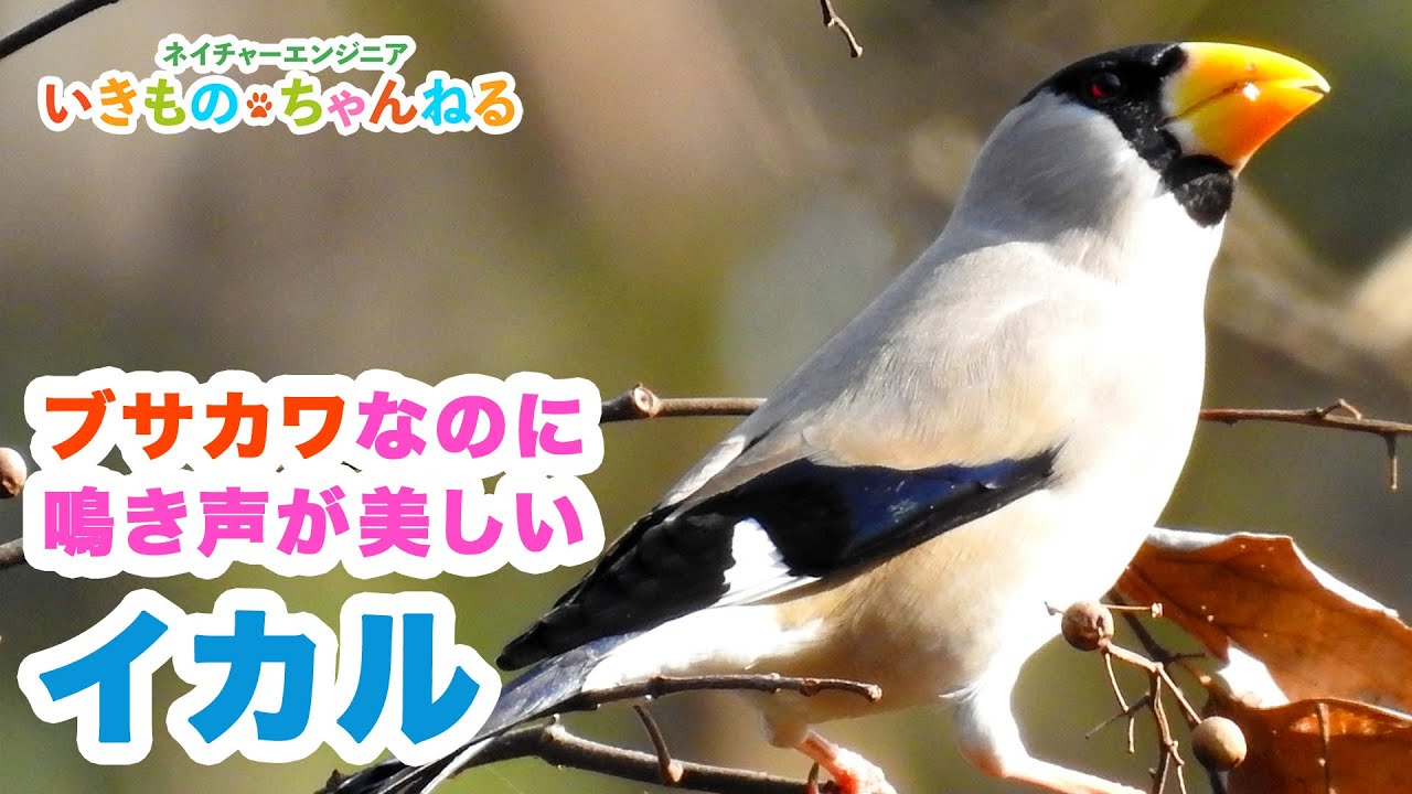 イカル ブサカワなのに鳴き声が美しい鳥 Youtube イカル ブサカワなのに鳴き声が美しい鳥 Youtube