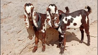 Masha Allah Bital Aur Makhi Cheney Bakry  03182435101Altaf goat farm