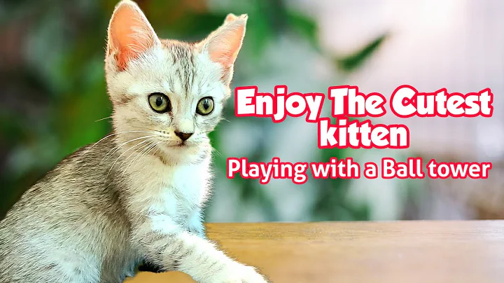 Video 10943171: kitten american, tiny american, american hair, cute american, cutest kitten playing