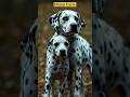 At birth Dalmatians are always whit #facts #trendingshorts #dhanifacts #yt