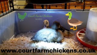 How to care for ducklings - how to raise ducklings in a brooder