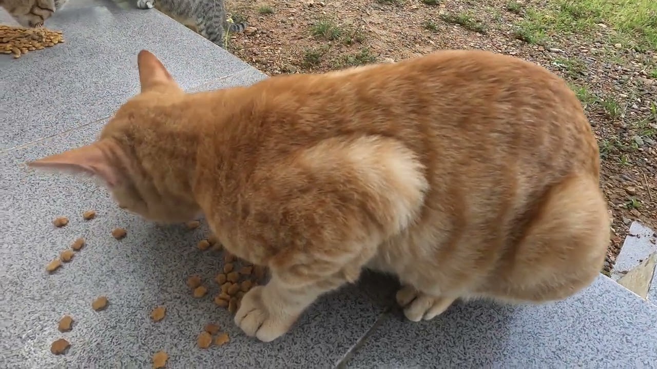 oyen Cat Eating Food Calmly in a Simple Daily Life