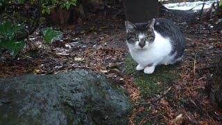 【猫動画】猫ちゃん「お主も濡れないように気を付けるにゃ」cat「be careful not to get wet」#猫  #地域猫 #野良猫 by 猫と魚ともっくん 515 views 1 month ago 5 minutes, 14 seconds