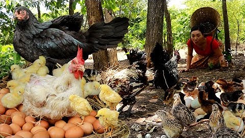 Catch chicken and egg in forest/ Boiled quail with egg soup & Cooking chicken spicy for dinner