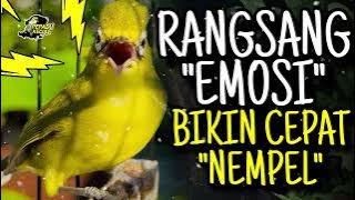 Masteran Kecial Kuning Ampuh Rangsang Emosi Bikin Kecial Cepat NEMPEL‼️
