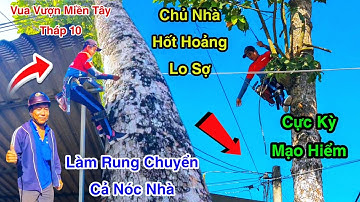 Thót Tim Cưa Mé Cây Dầu Cao Chót Vót Cạnh Điện Nhà Lộ Cực Kỳ Nguy Hiểm Vua Vượn Tháp 10
