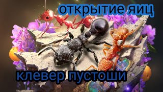 использую клевер пустоши , открываю сезонные яйца за победу the ants underground kingdom