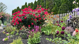 My Tiny Rose Garden Tour