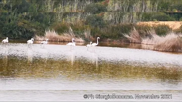 Dove si trovano i fenicotteri rosa in Sicilia?