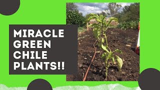 Finally Planting Our Miracle New Mexico Green Chile Peppers