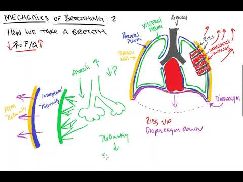 Mechanics of Breathing 2 Taking a Breath