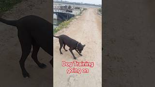 Hide and Seek Dog training