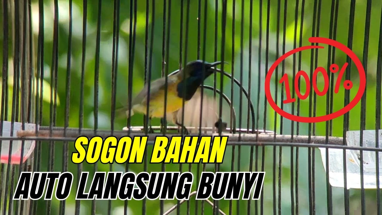 🔴 LIVE Pancingan Sogon Bahan Auto Ngleper 🔥 Dijamin Cepat Birahi & Gacor!