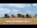 北海道は秋小麦の収穫が始まり、農場のコンバインはフル稼働です！