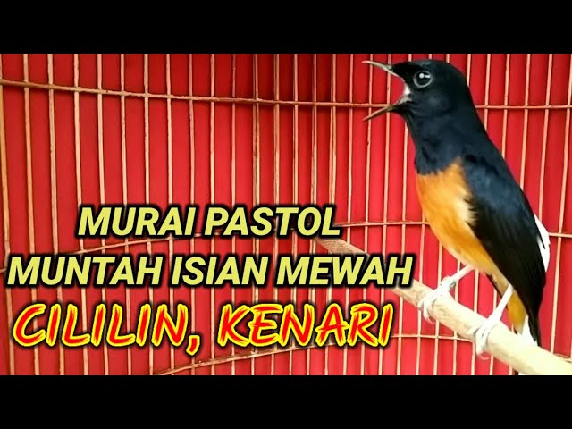 OCEHAN MURAI BATU PASTOL DIPAGI HARI MUNTAH ISIAN MEWAH BAGUS BUAT MASTERAN class=