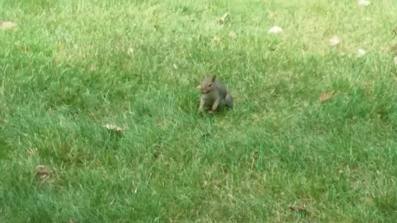 The Return Of Squabbit Half Squirrel Rabbit You Half Squirrel Rabbit
