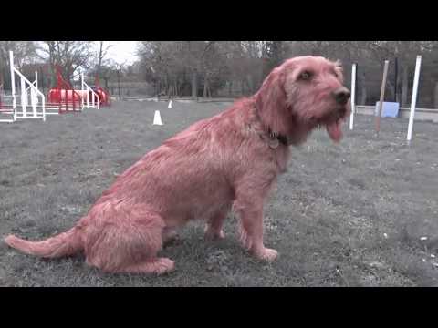 chiens-actifs---basset-fauve-de-bretagne-:-ouchka,-femelle-de-22-mois-s'éclate-à-l'agility