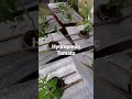 Hydroponic Tomato #hydroponics #tomato