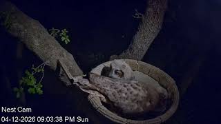 Great horned owl, Joy brings in rabbit 4 10 26