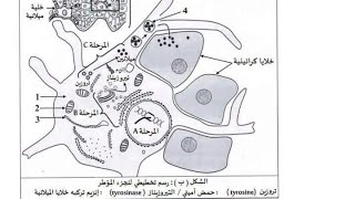 تمرين5نقاط ونص علمي وفق المنهجية حول العلاقة بين النمط الوراثي والنمط الظاهري
