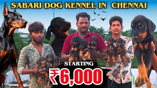 DOBERMAN Farm in Chennai | All breed | #pets#dog#farm#dogkennel