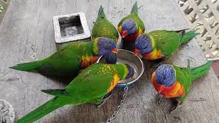 Lorikeets eating nectar mix