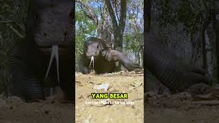 Komodo Dragon | The Last Ancient Predator#KomodoDragon #Wildlife #Documentary #Indonesia #FaunaUno