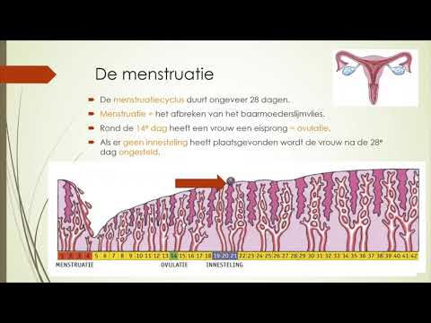 De menstruatiecyclus