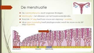 De menstruatiecyclus