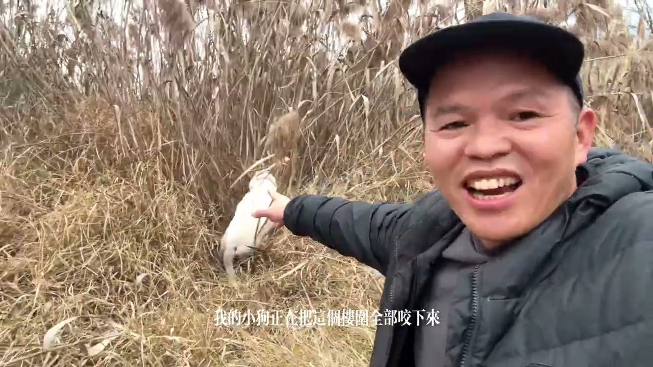 帶小狗野外狩獵，尋找竹鼠的蹤跡，多多玩得很開心。發現一隻山雞