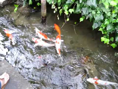 郡上八幡鯉泳ぐ小道