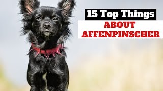 Top 15  things about Affenpinscher : Affenpinscher Dog Breeds