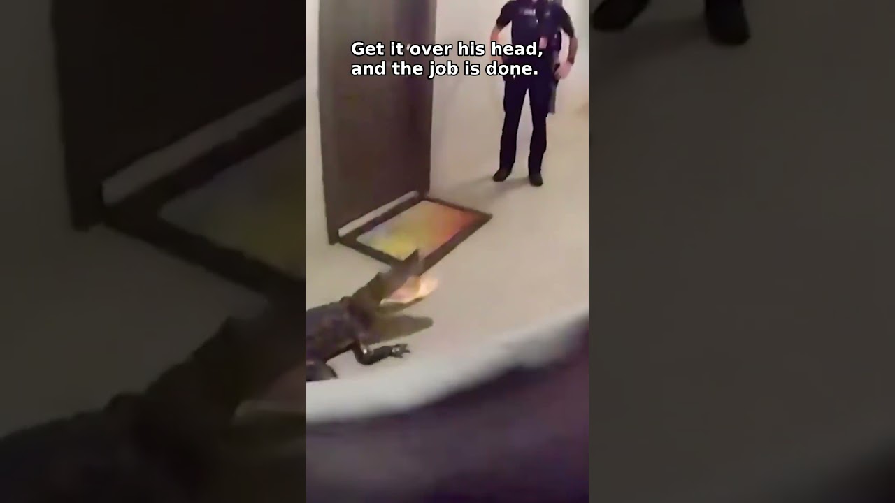 Cops Catch Hallway Alligator With a Blanket