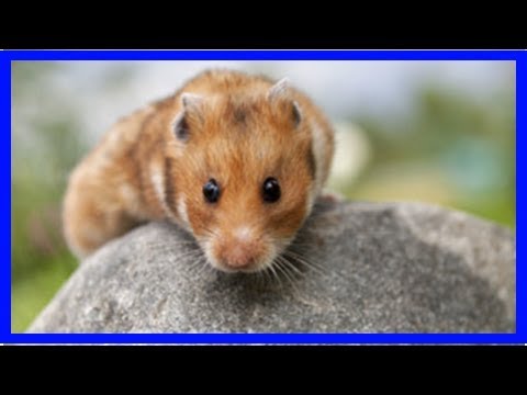 Grundlegende Tipps zur Frettchen Haltung - YouTube