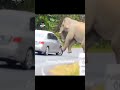 *🐘: Chordo Age tak,Chalo..🤣 #shorts
