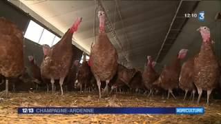 La dinde rouge des Ardennes : une fierté pour les éleveurs