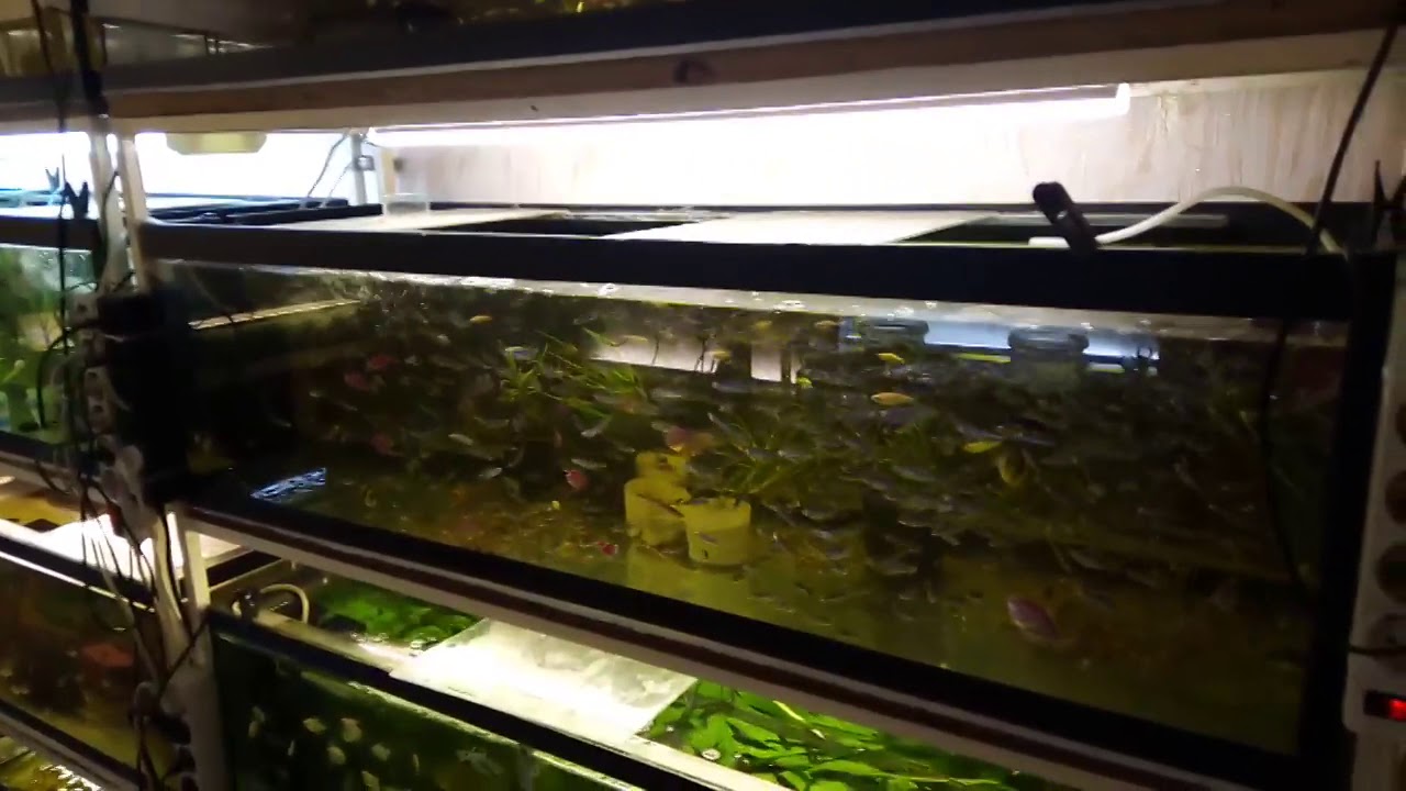 Как выглядит икра сомиков в аквариуме фото