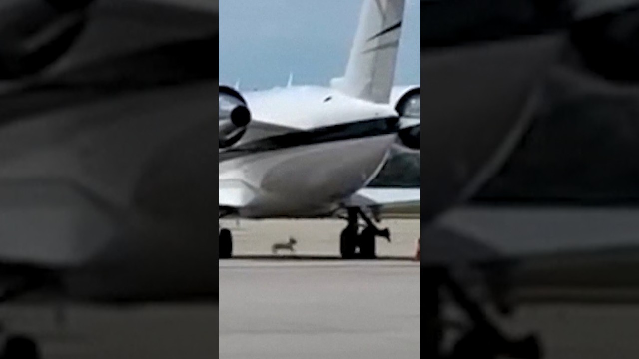 Dog whose airport chase went viral finds a forever home Dog whose airport chase went viral finds a forever home