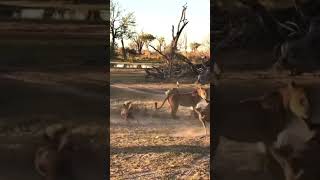 MOTHER LION PROTECTING HER BABY FROM HYENAS#lion #lions #fight #hyena #jungle #amazing #babylion