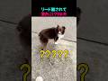 リード離されて激おこ（？）な犬