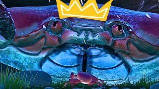 BEST ROGUE-LIKE EVER! | Crab Champions