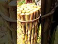 Smart idea of farmers bringing bamboo shoot harvest with simple tools #shorts